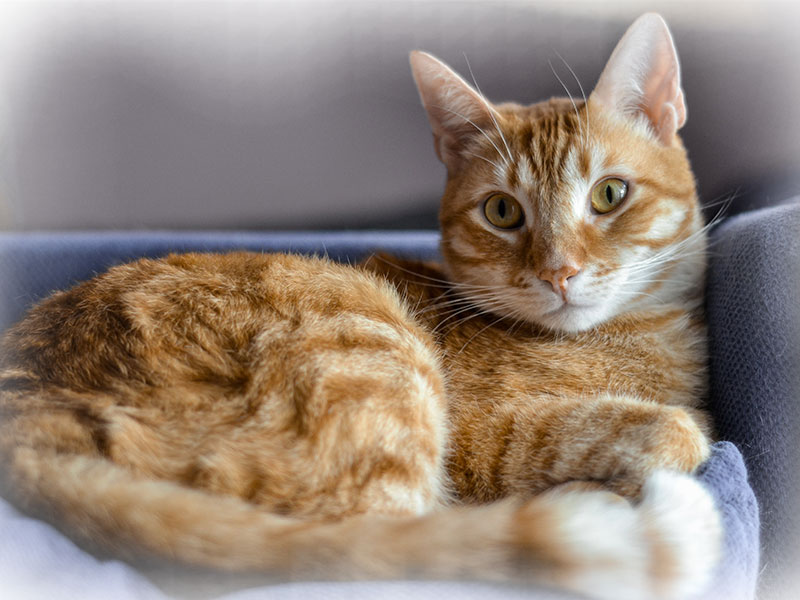 What Urgent Care Covers Peak Pet Urgent Care what-urgent-care-covers-peak-pet-urgent-care