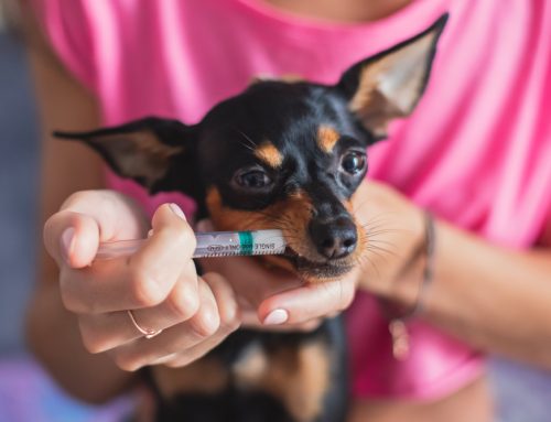 How to Medicate Your Pet: Pro Tips for a Stress-Free Experience