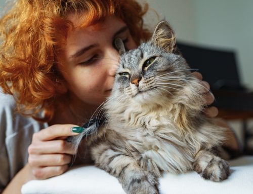 How to Keep Your Cat Happy During Happy Cat Month