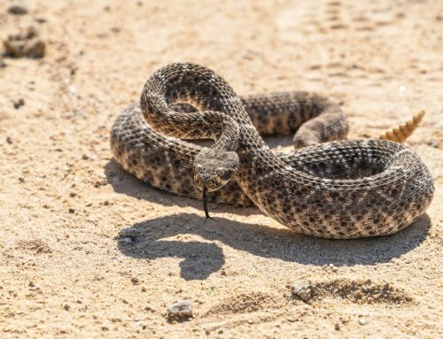 Nevada Pets and Rattlesnakes