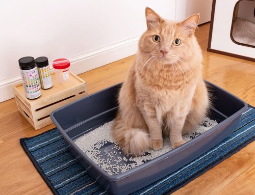 Understanding Urinary Blockages in Cats: A Lifesaving Guide for Pet Owners