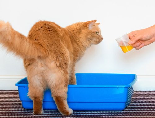 Preventing Pet UTIs: Stop UTIs in Their Tracks with Our Pet Care Guide