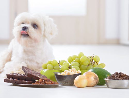 Worried About Your Pet’s Eating Habits? Let’s Navigate Appetite Loss Together