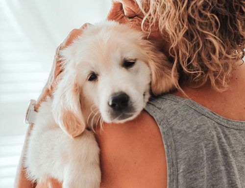 Caring for Anxious Paws: Essential Insights for Pet Owners