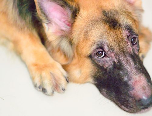 Pet Allergies 101: What to Know and How to Help