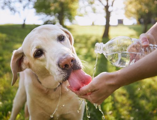 Is Your Pet Dehydrated?