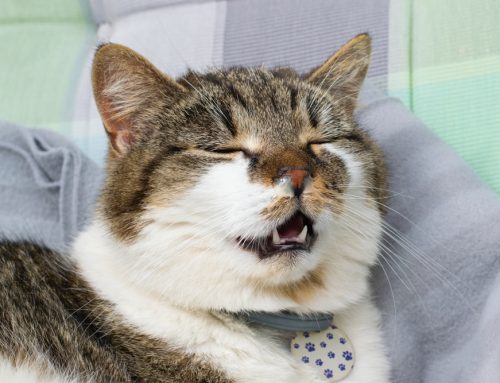 Common Aging Cat Diseases: Symptoms to Watch For