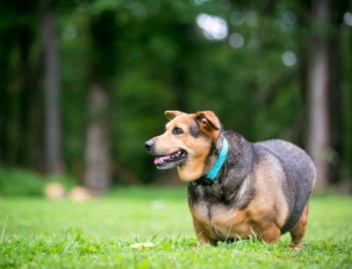 Bloat in Dogs: Recognizing the Symptoms of Gastric Dilatation-Volvulus