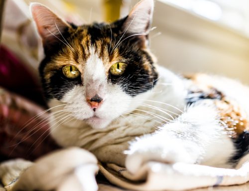 Common Aging Cat Diseases: Symptoms to Watch For