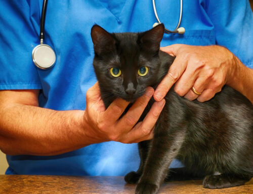 Understanding Feline Pancreatitis: Symptoms and Care