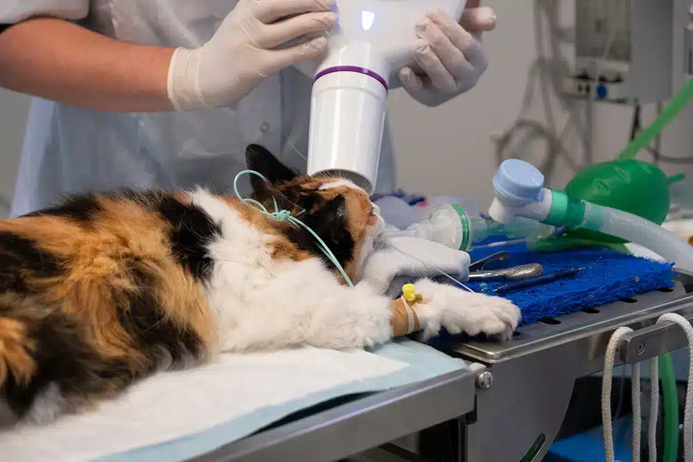 Cat receiving dental X-rays during a veterinary dental procedure