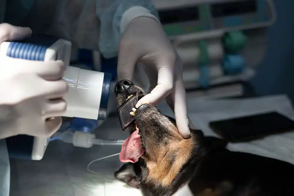 Veterinary team taking dental X-rays of a dog under anesthesia