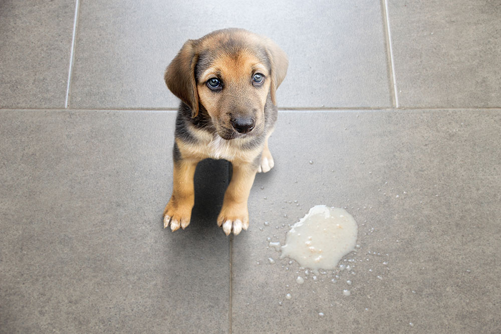 Puppy sitting on tile floor next to a small puddle of vomit