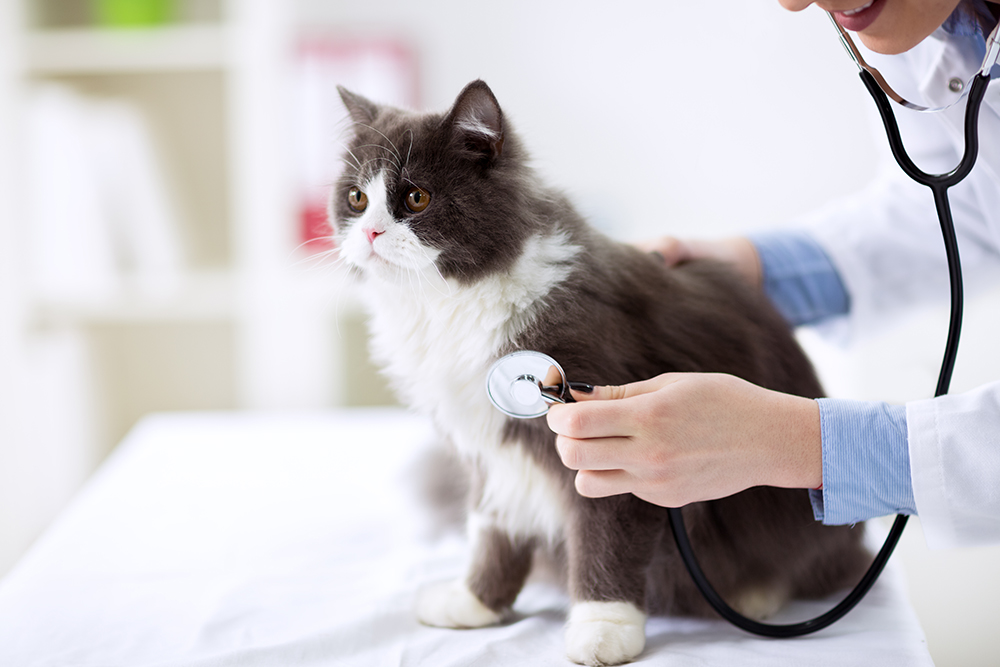 A veterinarian, wearing a white coat and blue striped shirt, uses a stethoscope to examine a fluffy gray and white cat sitting on a white examination table in a brightly lit clinic.