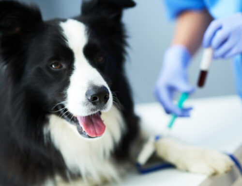 Understanding Anemia in Dogs: Causes and Treatments