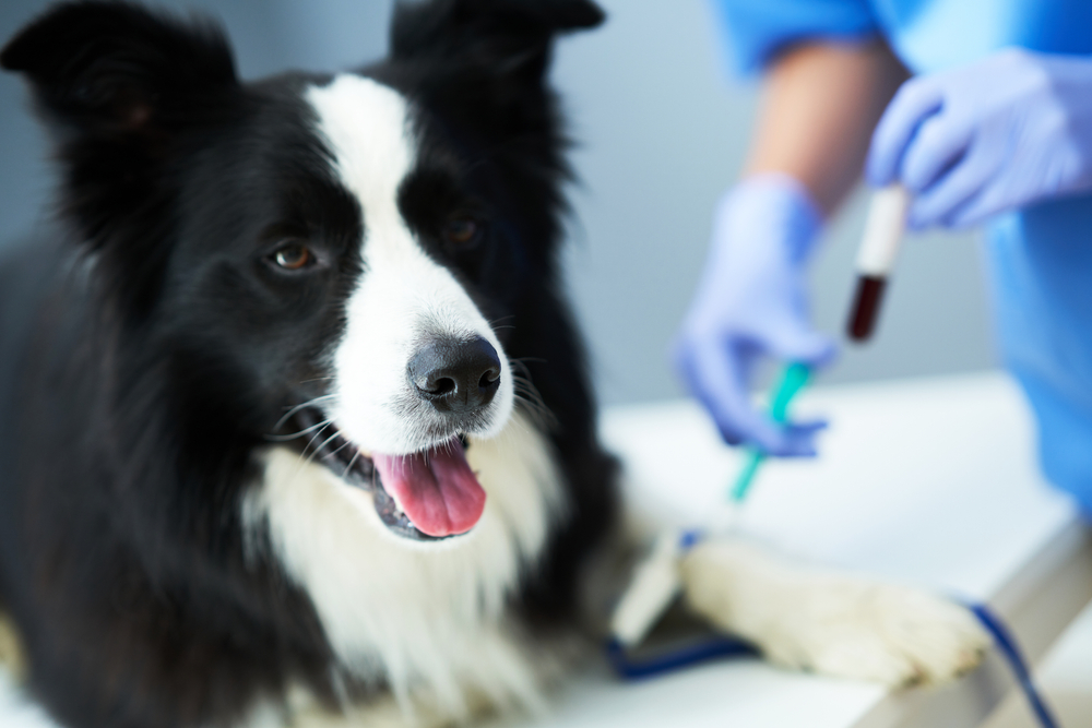 A black and white Border Collie sits patiently while a veterinarian in blue gloves draws blood and holds a filled collection tube.