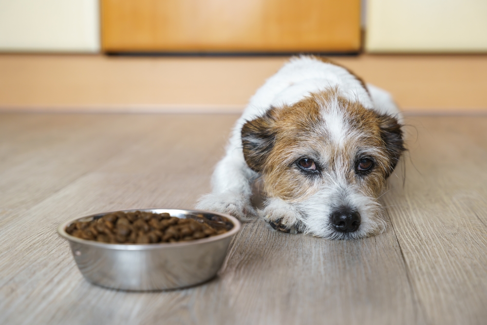 A wire-haired Terrier-mix dog lies on a wooden floor with a sad expression, looking away from a full bowl of kibble.