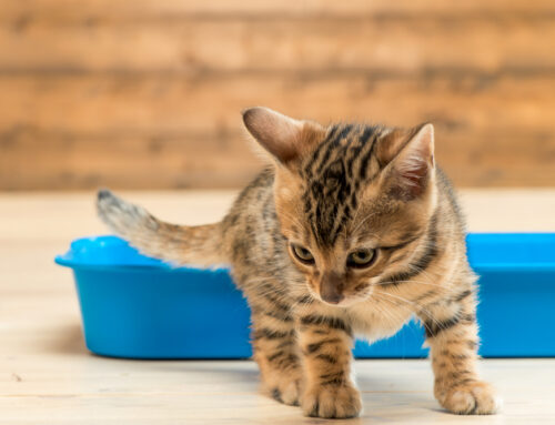 Feline Housesoiling- Skipping the Litterbox