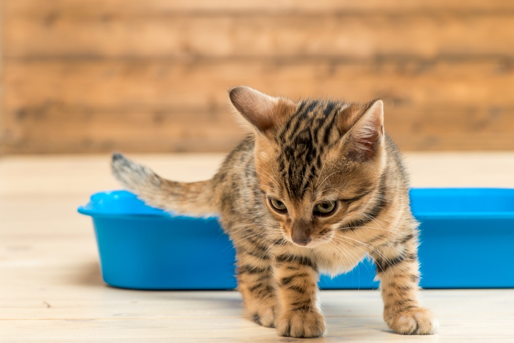 A small tabby kitten with dark stripes stands on a wooden floor, stepping out of a bright blue plastic litter box against a blurred wooden background.