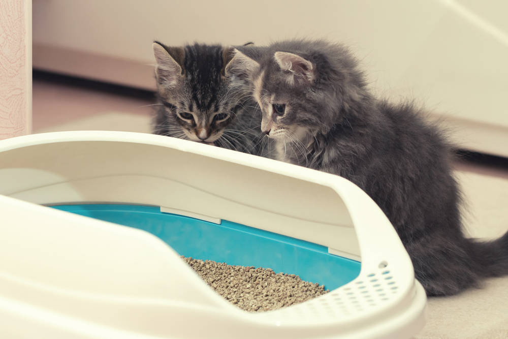 A fluffy grey kitten and a tabby kitten sit side-by-side, curiously peering into a modern white and blue covered litter box filled with granules.