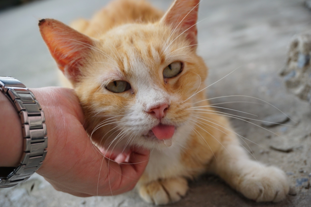 An orange and white cat being held by a person's hand while drooling from its open mouth on a grey surface.