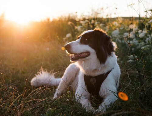 Hiking with Dogs: Trail Prep, Paw Care, and Heat/Cold Safety