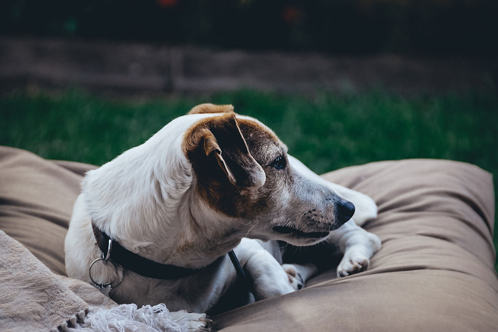 A white and brown Jack Russell Terrier with a black collar lies down on a large, tan outdoor cushion against a background of green grass.