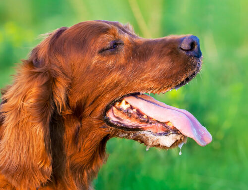 Excessive Drooling: From Nausea to Toxin Exposure