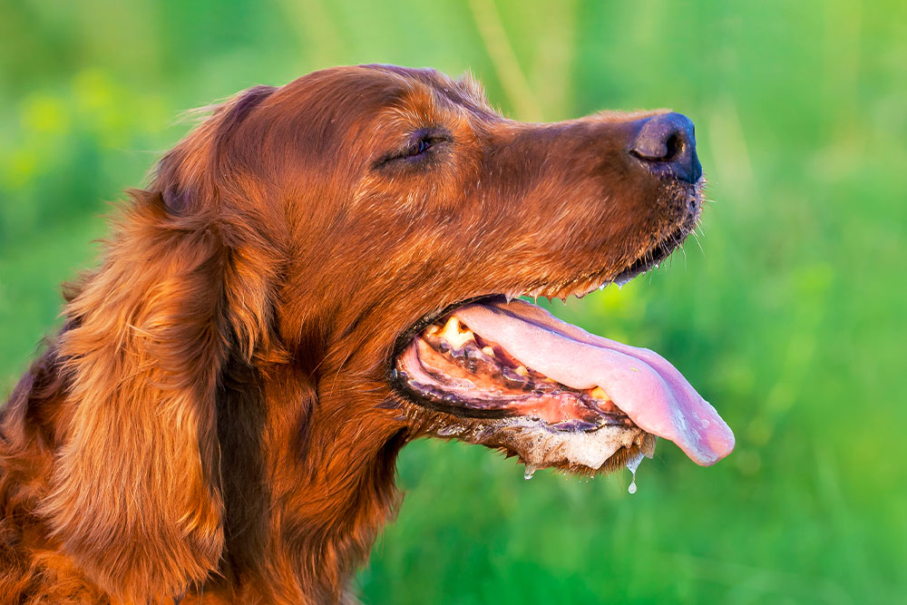 A close-up profile of an Irish Setter with its mouth open, panting and showing excessive foamy drool.