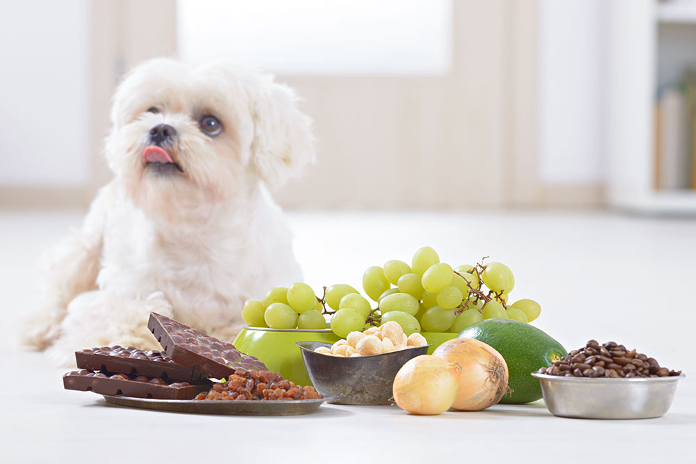 Dog with common foods that are toxic to dogs (chocolate, grapes, onions, avocado, coffee beans).