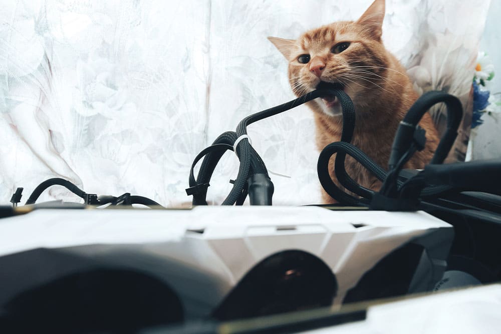 An orange tabby cat playfully biting and tugging on a black cable or cord while standing near a piece of equipment or device.