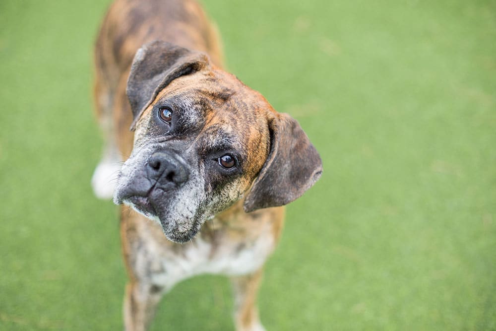 A brown and black dog standing on green grass, looking up with a curious expression.