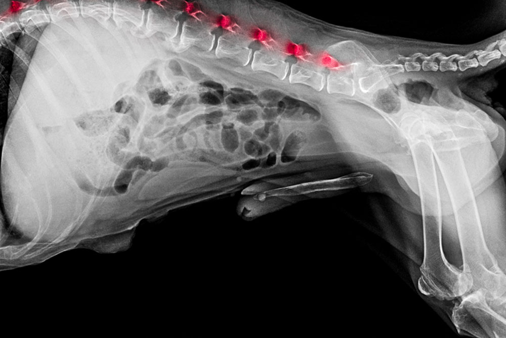 An X-ray image of a dog's side profile, highlighting the spine with red markers on the vertebrae. The image shows the bones and internal structure of the dog's body, including the ribcage, pelvis, and limbs.