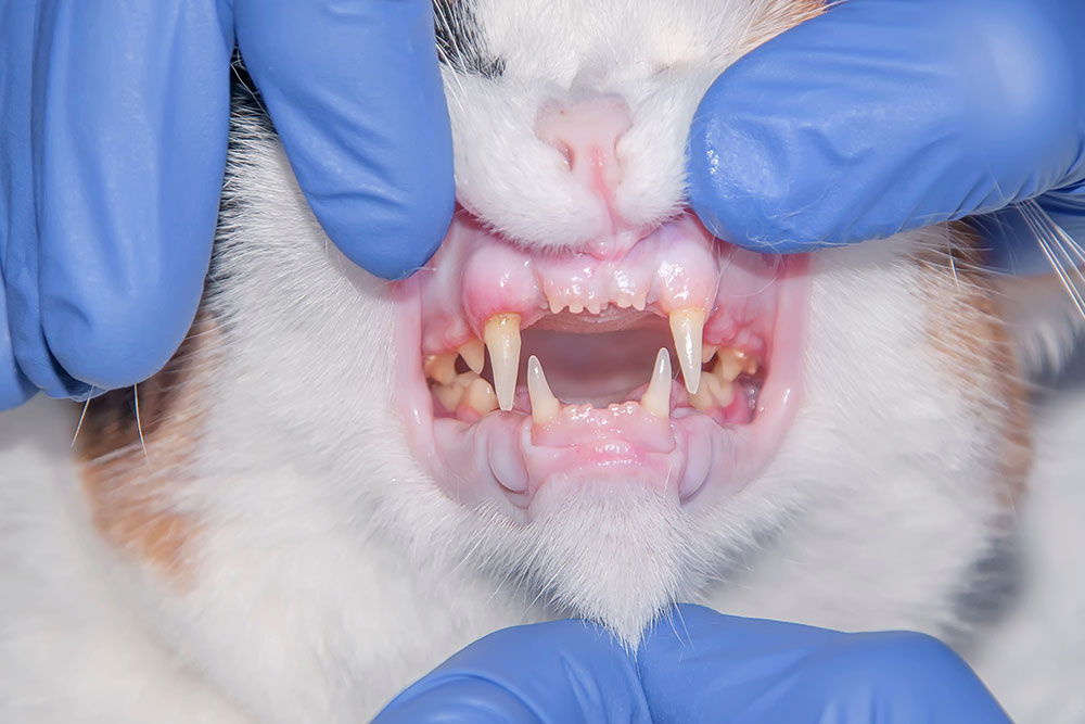 A veterinarian in blue gloves examines a cat’s mouth, revealing inflamed red gums and yellow tartar buildup on the teeth.