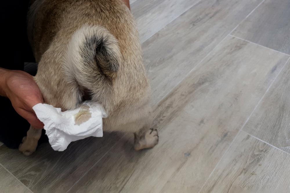 A person using a tissue to clean the rear of a small dog while it stands on a wooden floor.