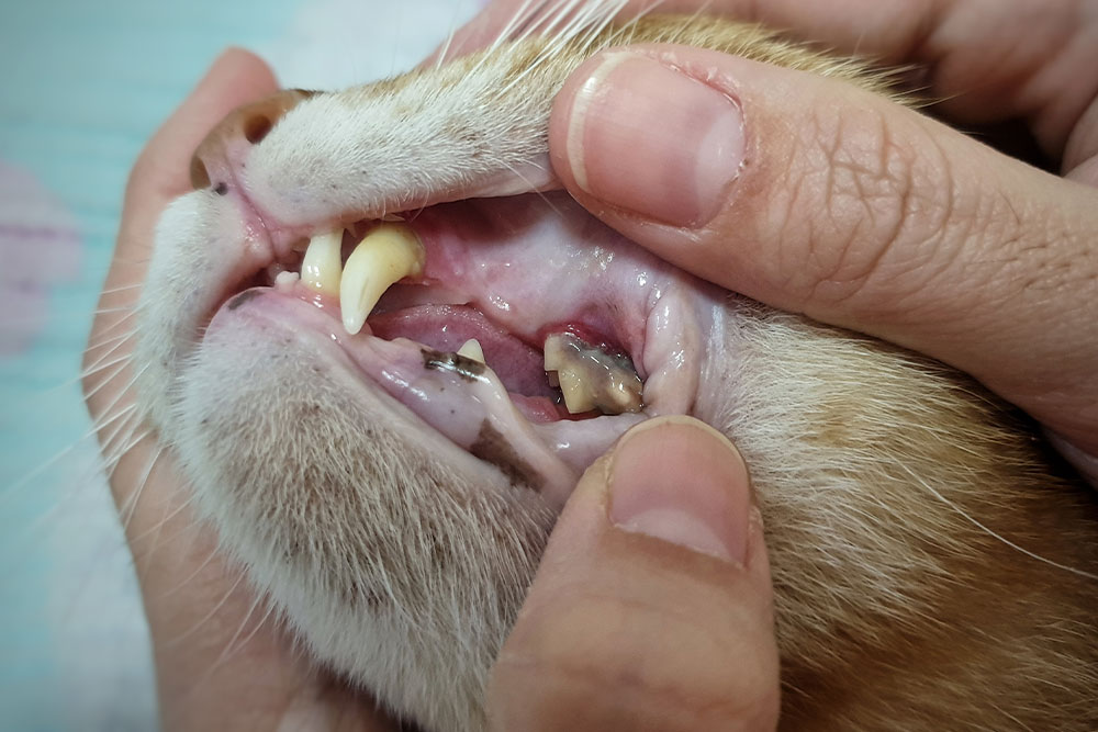 A person holds open an orange cat's mouth to show a severely decayed back tooth with heavy tartar and inflamed gums.