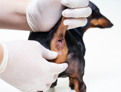 Anal gland issues/anal sacculectomy