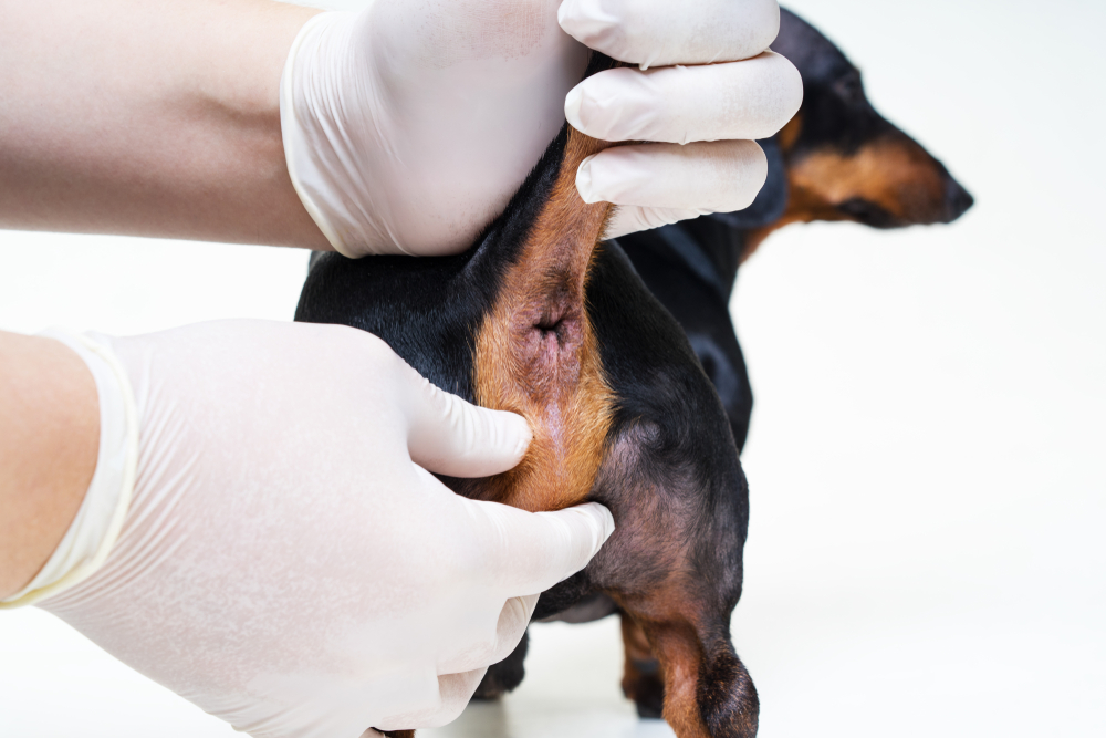 A small dog being examined by a veterinarian wearing gloves, with the dog’s tail gently lifted during a health check.