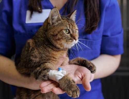 How Much Does Emergency Vet Care Cost?