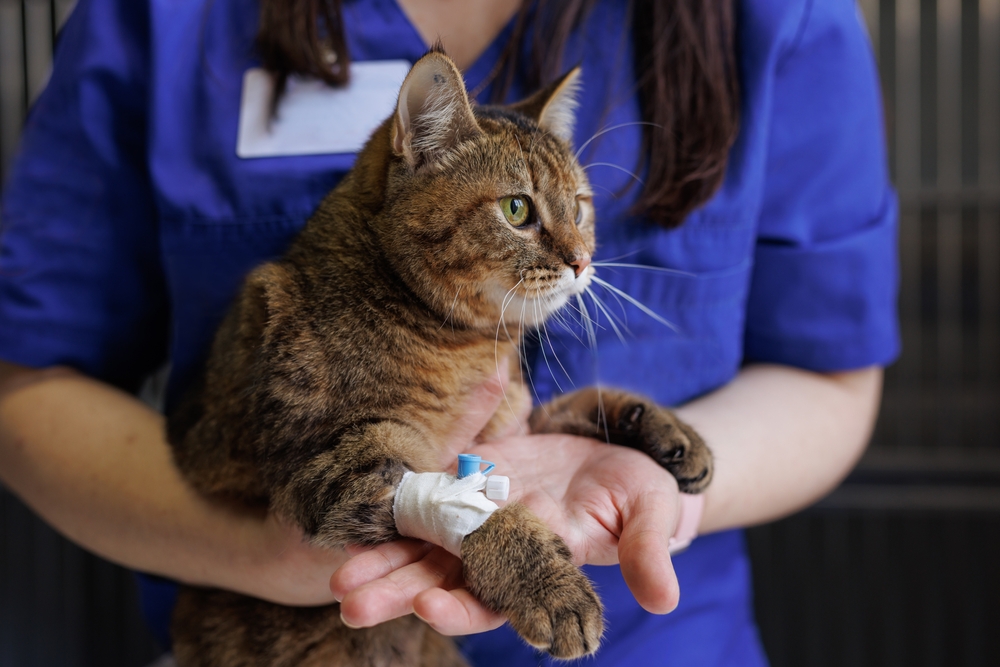 A brown tabby cat is being gently held by a veterinary worker wearing blue scrubs. The cat has an IV catheter bandaged to its front leg and looks calmly to the side, suggesting it is receiving medical care in a clinical setting.