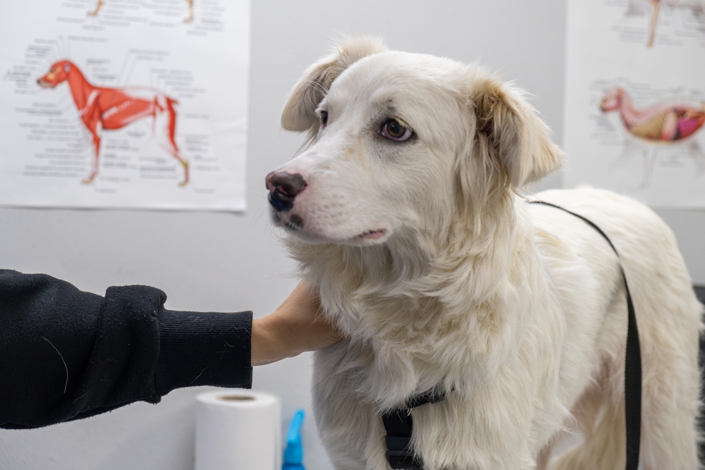 A white dog stands on an exam table while a person gently holds its neck for reassurance. The setting appears to be a veterinary clinic, with anatomical posters of dogs visible on the wall in the background. The dog looks calm but slightly alert, facing to the side.