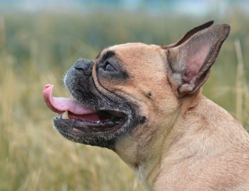 Difficulty Breathing: Brachycephalics, Asthma, and CHF Triage