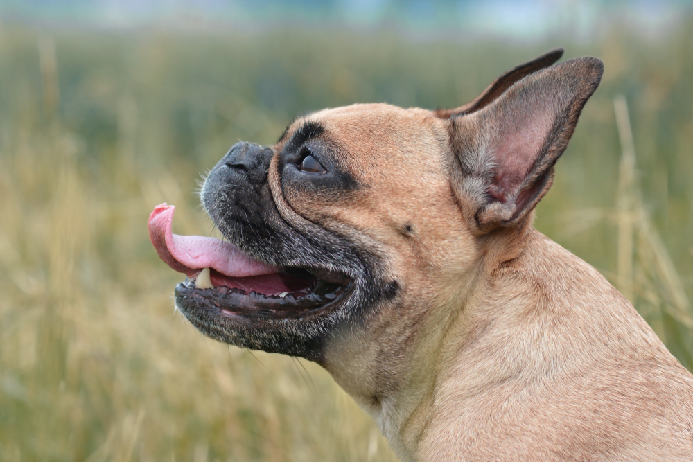 A tan French bulldog with its tongue out looking to the side in a grassy outdoor setting