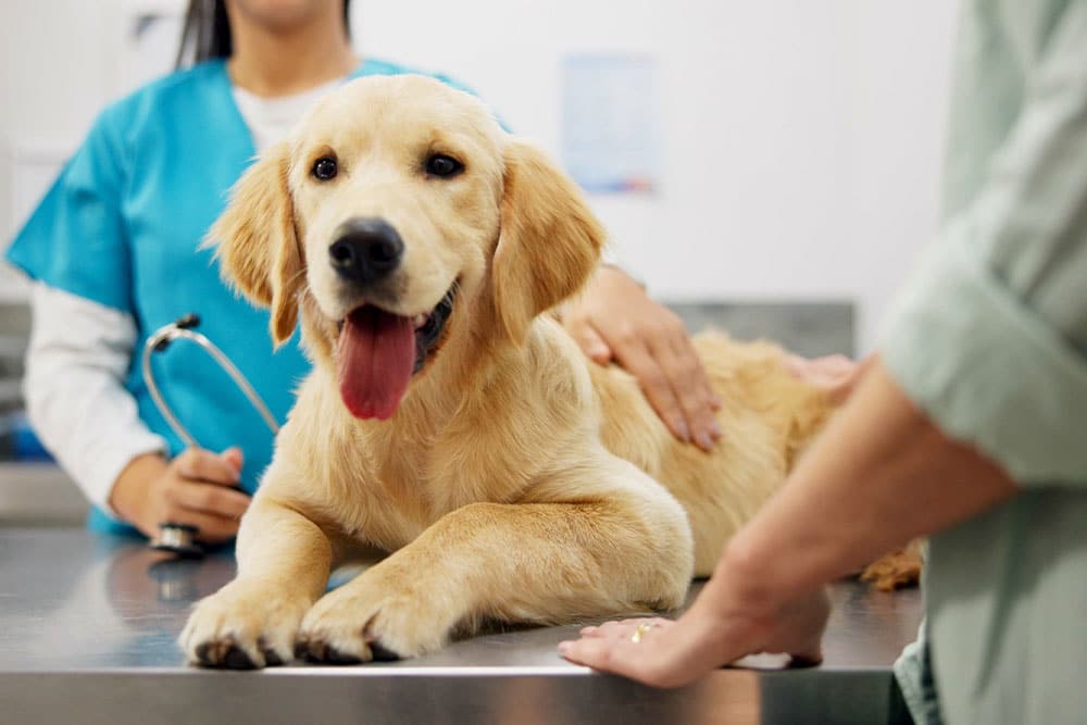 Dog during a vet visit with a caring veterinary team.