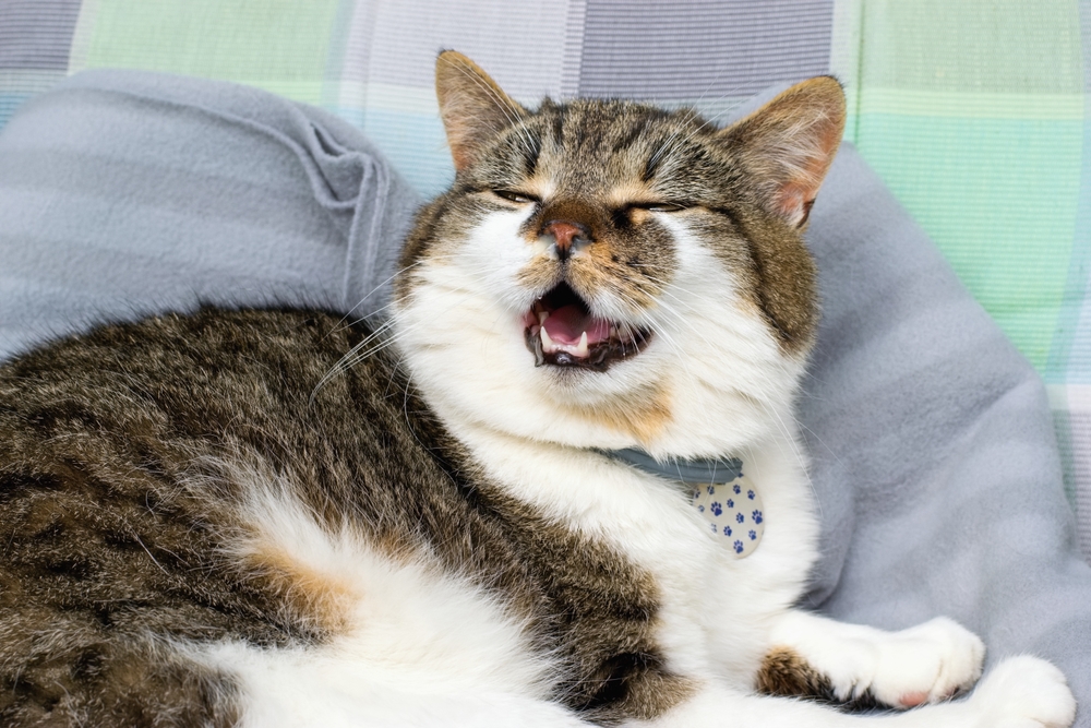 A relaxed tabby cat with eyes half closed and mouth slightly open, appearing to smile while resting on a soft cushion indoors