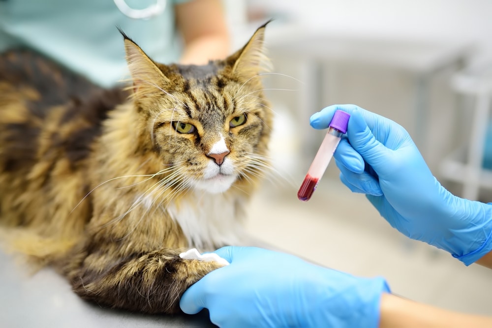 A veterinarian wearing blue gloves holds a vial of blood while a Maine Coon cat lies on an exam table, having its paw cleaned after a blood draw.