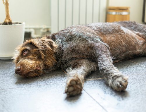 Overexertion and Exercise-Related Collapse