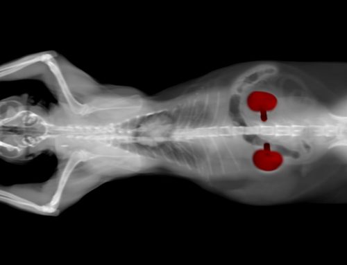 What Signs Suggest Chronic Kidney Disease Has Become Urgent?