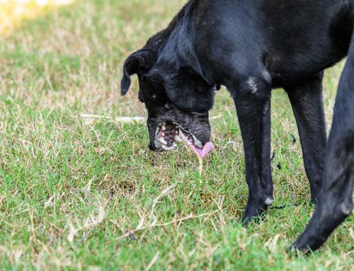 Pancreatitis in Dogs and Cats: Symptoms, Severity, and When to Seek Urgent Care