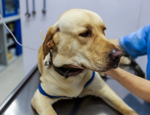 Understanding Canine Parvovirus: Symptoms and Prevention